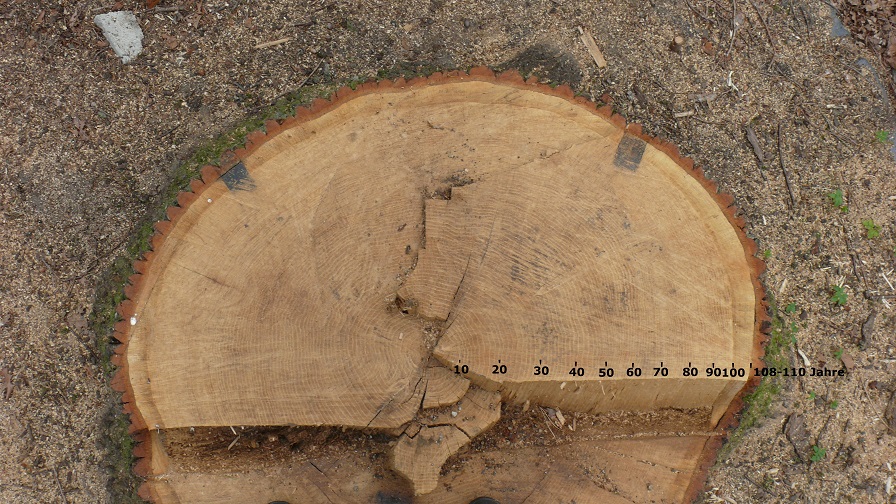 Eiche mit Jahreszahlen